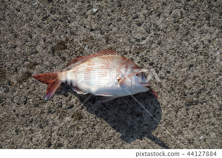 我可以釣到鮭魚 我可以釣到鮭魚 44127884