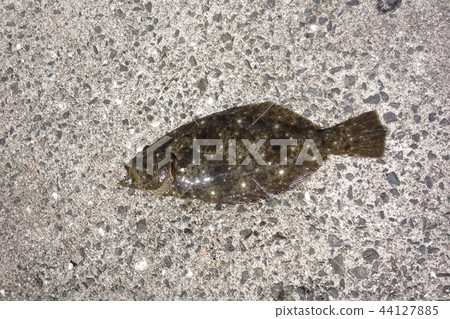比目魚捕獲 比目魚捕獲 44127885