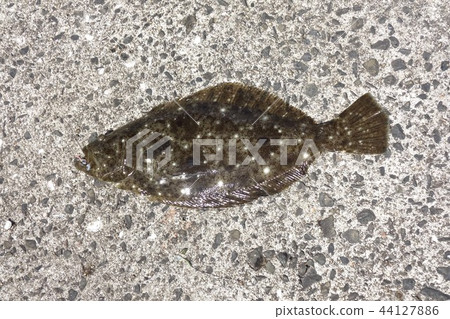 我可以釣到鮭魚 我可以釣到鮭魚 44127886