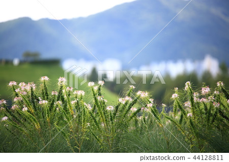 Plants, Flowers, Cute, Autumn, Windbreak, Suncheon Bay 44128811