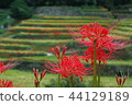 Higishishi鮮花和水稻梯田 44129189