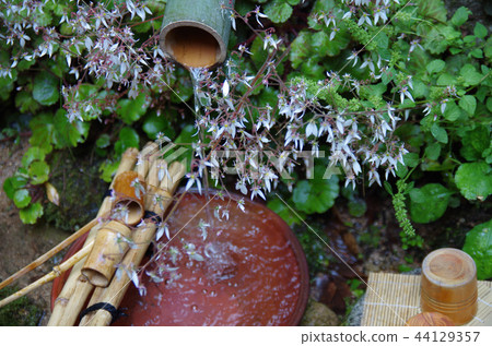 Yukinoshita blooming in Yoshimizuen Yukinoshita blooming in Yoshimizuen 44129357