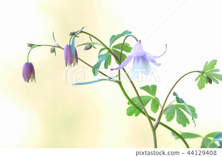 弗林Odamaki明亮的背景野花 44129408