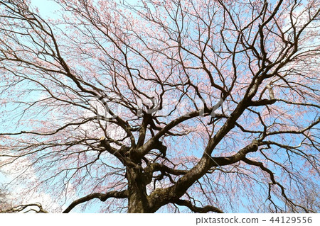 Cherry tree looking up blue sky pink flower Cherry tree looking up blue sky pink flower 44129556