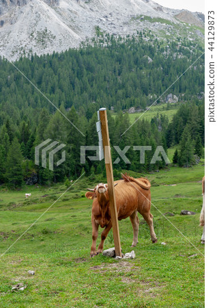 Cows Grazing in the Alps 44129873