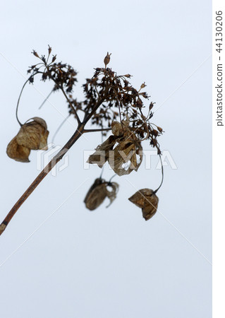 鳥取四季走冬天的雪 44130206