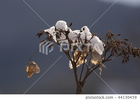 Tottori four season walk winter 44130439