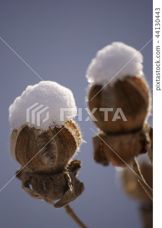 Tottori four season walk winter Tottori four season walk winter 44130443