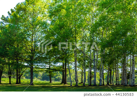 Grasslands and Shirakaba Sapporo City 44130583