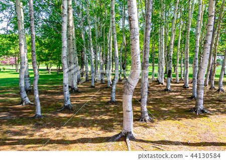 Grasslands and Shirakaba Sapporo City Grasslands and Shirakaba Sapporo City 44130584