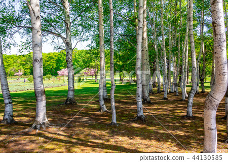 Grasslands and Shirakaba Sapporo City 44130585