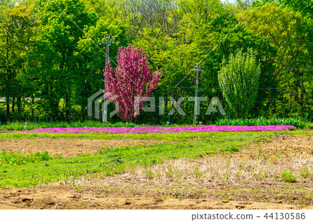 Meadow and pink flowers 44130586