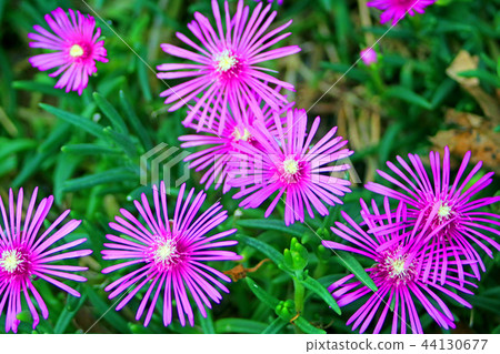 A flower I found on a sidewalk in Tokyo 44130677