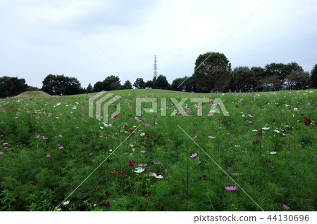 Cosmos cosmos in Omuro Park 44130696