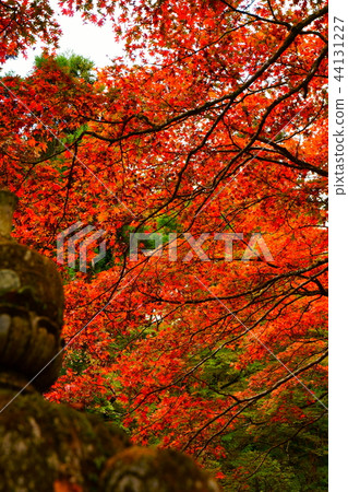 Autumn leaves and stone lanterns 44131227