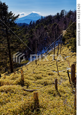 從大菩薩嶺·小金澤山看到的富士山 從大菩薩嶺·小金澤山看到的富士山 44131420