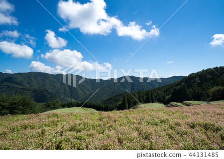 紅色蕎麥花田香川縣Manno鎮Shima Gamine蕎麥領域 紅色蕎麥花田香川縣Manno鎮Shima Gamine蕎麥領域 44131485