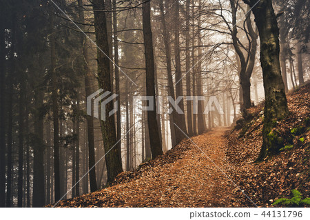 Fog and autumn colors in the woods Fog and autumn colors in the woods 44131796