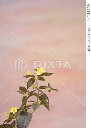 Rishimakia Rishimakia 44131899