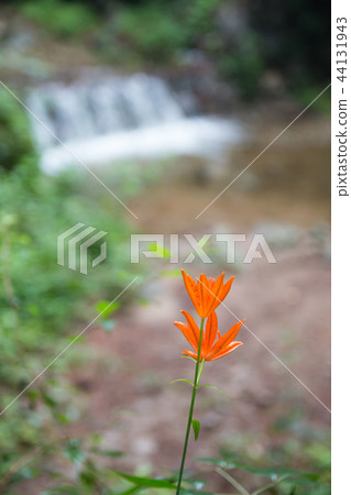 Wildflower in the valley 44131943