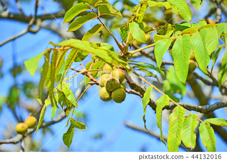 Onigurumi Onigurumi 44132016