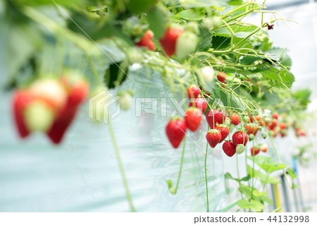 Strawberry  44132998