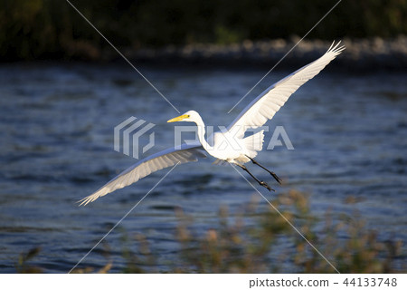 Chu rabbit flying above the river Chu rabbit flying above the river 44133748