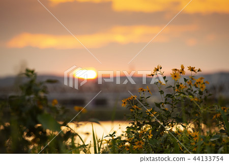 暮色多摩河和Kosendangusa花 44133754