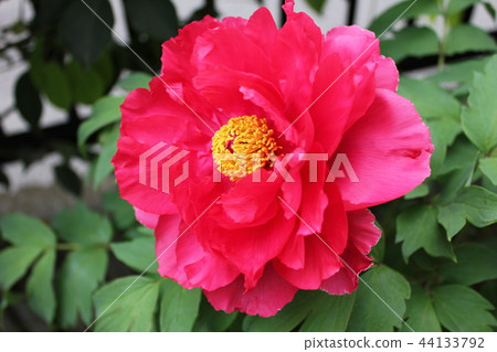 Peony ~ ~ Botan ~ ~ Peony ~ ~ Botan ~ ~ 44133792