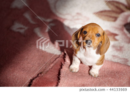 Dachshund dog autumn garden  44133989