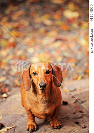 Dachshund dog autumn garden  44134009