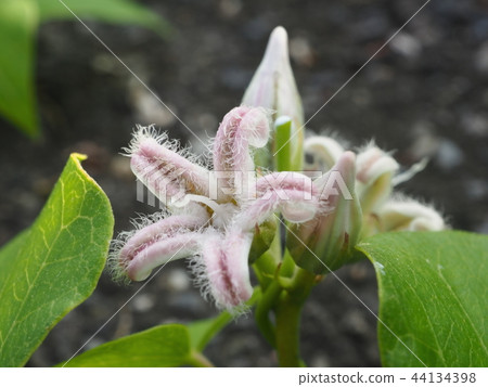 馬鈴薯花 馬鈴薯花 44134398