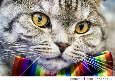 Scottish fold cat in a tie butterfly rainbow colors Scottish fold cat in a tie butterfly rainbow colors 44134399