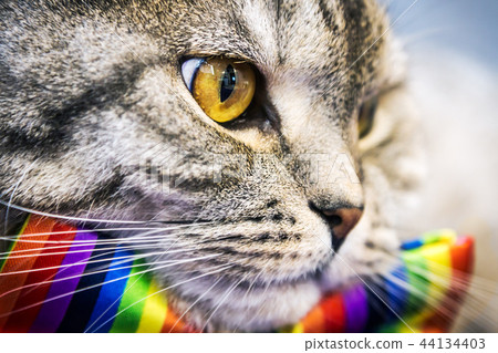 Scottish fold cat in a tie butterfly rainbow colors Scottish fold cat in a tie butterfly rainbow colors 44134403