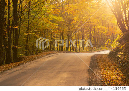 Beautiful autumn landscape 44134665