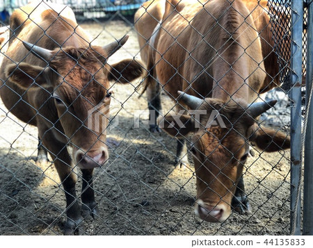 牛,動物,戶外,戶外,農場 牛,動物,戶外,戶外,農場 44135833