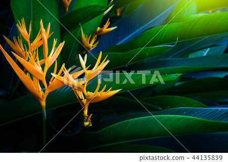 Heliconia psittacorum (Golden Torch) flowers Heliconia psittacorum (Golden Torch) flowers 44135839