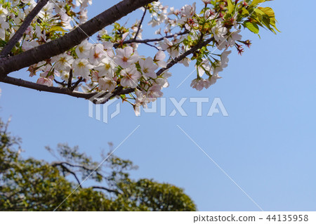 [Tokyo] Oshima cherry blossoms of Izu Oshima 44135958