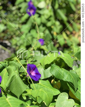 牽牛花,戶外,戶外,花 牽牛花,戶外,戶外,花 44136053