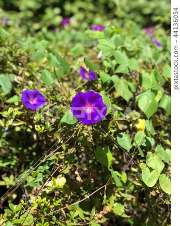 牽牛花,戶外,戶外,花 牽牛花,戶外,戶外,花 44136054