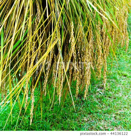 [Chiba Prefecture] Autumn harvest of harvest 44136122