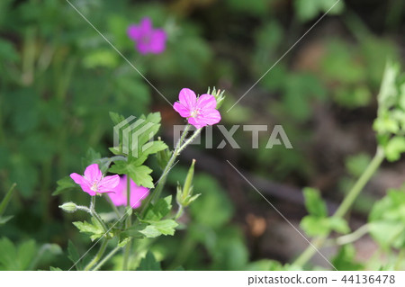 Geranium thunbergii Geranium thunbergii 44136478
