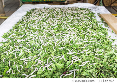 silk worm eating mulberry leaf , worm larvae silk worm eating mulberry leaf , worm larvae 44136702