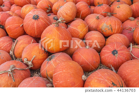 Recently harvested orange pumpkins Recently harvested orange pumpkins 44136703