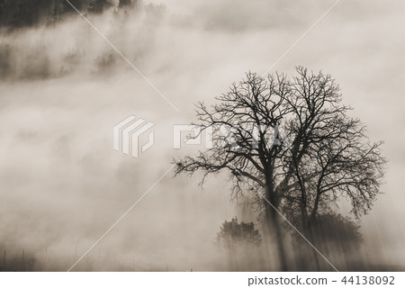 Single tree in the fog Single tree in the fog 44138092