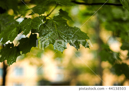 Beginning of autumn.Dry leaves, rain, outdoor Beginning of autumn.Dry leaves, rain, outdoor 44138503