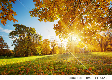 trees with multicolored leaves on the grass in the park trees with multicolored leaves on the grass in the park 44138504