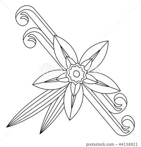 Vanilla flower with stitch and leaves. Spice for culinary products. Vanilla flower with stitch and leaves. Spice for culinary products. 44138911