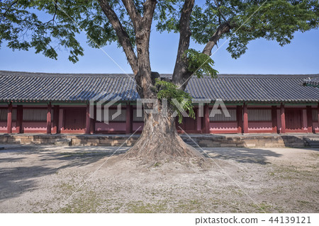 Tree,Dongmu,Seoul Munmyong,Sungkyunkwan(Historic Site No.143),Jongno-gu,Seoul Tree,Dongmu,Seoul Munmyong,Sungkyunkwan(Historic Site No.143),Jongno-gu,Seoul 44139121