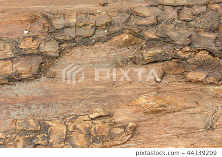 old tree texture old tree texture 44139209
